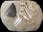 Mosasaur (Prognathodon) Tooth In Matrix #39511-1